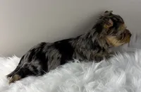 Maverick, a male Yorkshire Terrier for sale in Louisville, OH – 5 of 8
