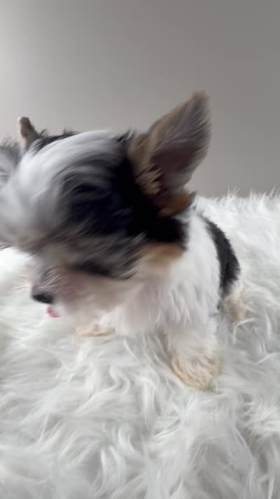 Fiona, a female Yorkshire Terrier for sale in Louisville, OH – 4 of 8