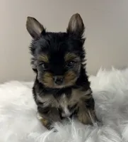 Mikey , a male Yorkshire Terrier for sale in Louisville, OH – 2 of 8