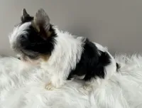 Fiona, a female Yorkshire Terrier for sale in Louisville, OH – 5 of 8