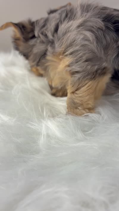 Maverick, a male Yorkshire Terrier for sale in Louisville, OH – 7 of 8
