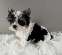 Fiona, a female Yorkshire Terrier for sale in Louisville, OH – 3 of 8