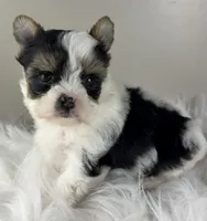 Princess, a female Yorkshire Terrier for sale in Louisville, OH – 3 of 10