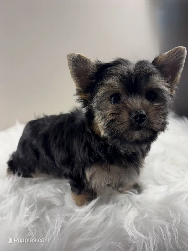 Axel – Yorkshire Terrier puppy for sale in Louisville, OH