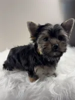 AJ, a male Yorkshire Terrier for sale in Louisville, OH – 1 of 8