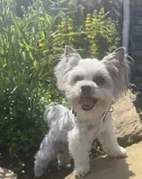 Princess, a female Yorkshire Terrier for sale in Louisville, OH – 8 of 10