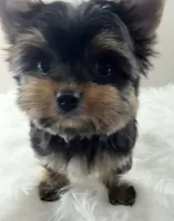 Mo, a male Yorkshire Terrier for sale in Louisville, OH – 3 of 7