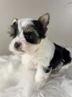 Princess, a female Yorkshire Terrier for sale in Louisville, OH – 2 of 10