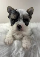 Princess, a female Yorkshire Terrier for sale in Louisville, OH – 5 of 10
