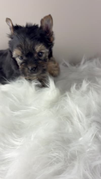 Axel, a male Yorkshire Terrier for sale in Louisville, OH – 4 of 9