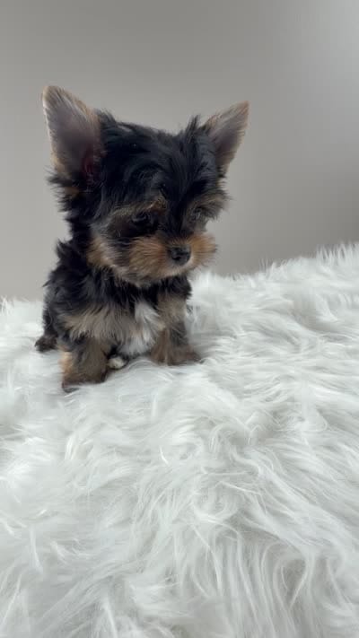 Mo, a male Yorkshire Terrier for sale in Louisville, OH – 7 of 7