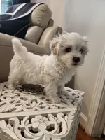 Marshmallow , a male Shihpoo for sale in Jamestown, NC – Photo 3 of 10