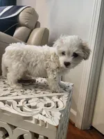 Marshmallow , a male Shihpoo for sale in Jamestown, NC – Photo 2 of 10