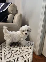 Marshmallow , a male Shihpoo for sale in Jamestown, NC – Photo 4 of 10