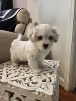 Marshmallow , a male Shihpoo for sale in Jamestown, NC – Photo 5 of 10