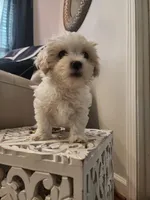 Marshmallow , a male Shihpoo for sale in Jamestown, NC – Photo 10 of 10