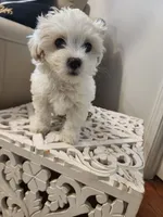 Marshmallow , a male Shihpoo for sale in Jamestown, NC – Photo 6 of 10