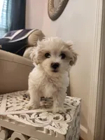 Marshmallow , a male Shihpoo for sale in Jamestown, NC – Photo 8 of 10