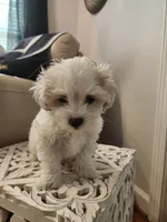 Marshmallow , a male Shihpoo for sale in Jamestown, NC – Photo 7 of 10