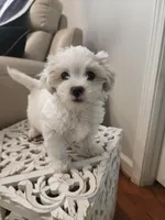 Marshmallow , a male Shihpoo for sale in Jamestown, NC – Photo 1 of 10