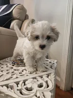 Marshmallow , a male Shihpoo for sale in Jamestown, NC – Photo 9 of 10