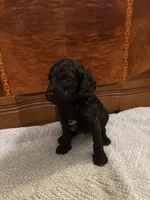 Hunter , a male Cockapoo for sale in Sparta, MO – 2 of 7