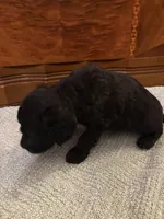 Hunter , a male Cockapoo for sale in Sparta, MO – 7 of 7