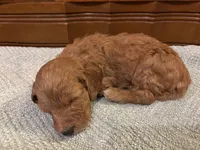 Rusty, a male Cockapoo for sale in Sparta, MO – 5 of 8