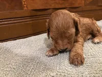 Rusty, a male Cockapoo for sale in Sparta, MO – 3 of 8