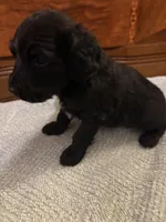 Hunter , a male Cockapoo for sale in Sparta, MO – 3 of 7