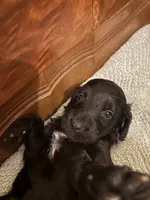 Hunter , a male Cockapoo for sale in Sparta, MO – 1 of 7