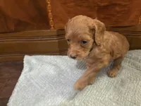 Hazel, a female Cockapoo for sale in Sparta, MO – 7 of 9