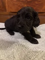 Hunter , a male Cockapoo for sale in Sparta, MO – 5 of 7