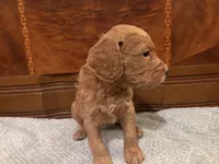 Hazel, a female Cockapoo for sale in Sparta, MO – 9 of 9