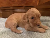 Honey, a female Cockapoo for sale in Sparta, MO – 5 of 10