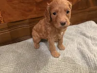 Hazel, a female Cockapoo for sale in Sparta, MO – 6 of 9