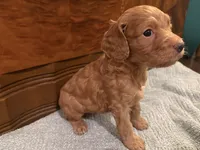 Hazel, a female Cockapoo for sale in Sparta, MO – 2 of 9