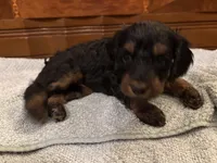 Ember, a female Cockapoo for sale in Sparta, MO – 7 of 8