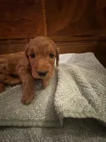 Nutmeg – Adorable Red/Apricot/Brown Cockapoo Puppy – Female 💛🎀🐾, a female Cockapoo for sale in Sparta, MO – 3 of 8