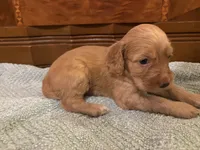 Honey, a female Cockapoo for sale in Sparta, MO – 9 of 10