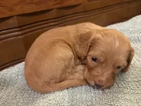 Honey, a female Cockapoo for sale in Sparta, MO – 7 of 10