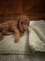 Nutmeg – Adorable Red/Apricot/Brown Cockapoo Puppy – Female 💛🎀🐾, a female Cockapoo for sale in Sparta, MO – 7 of 8