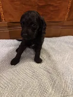 Hunter , a male Cockapoo for sale in Sparta, MO – 6 of 7
