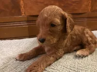 Rusty, a male Cockapoo for sale in Sparta, MO – 2 of 8