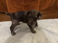 Maple, a female Cockapoo for sale in Sparta, MO – 7 of 10