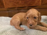 Honey, a female Cockapoo for sale in Sparta, MO – 3 of 10