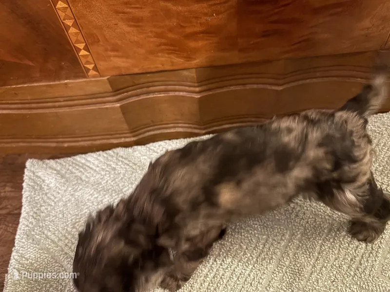 Maple – Cockapoo puppy for sale in Sparta, MO
