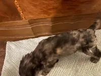 Maple, a female Cockapoo for sale in Sparta, MO – 1 of 10