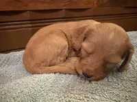 Honey, a female Cockapoo for sale in Sparta, MO – 2 of 10