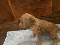 Hazel, a female Cockapoo for sale in Sparta, MO – 5 of 9